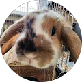 Steve Windey